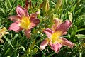 IMG_4280 (Large)